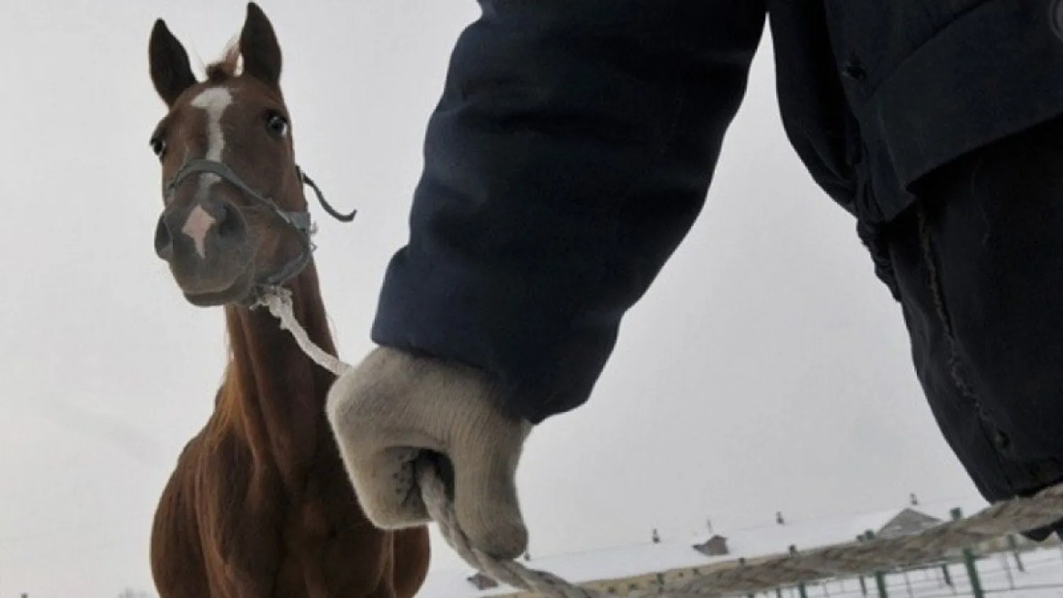 Полицейские задержали скотокрадов, орудовавших в столице и Акмолинской области