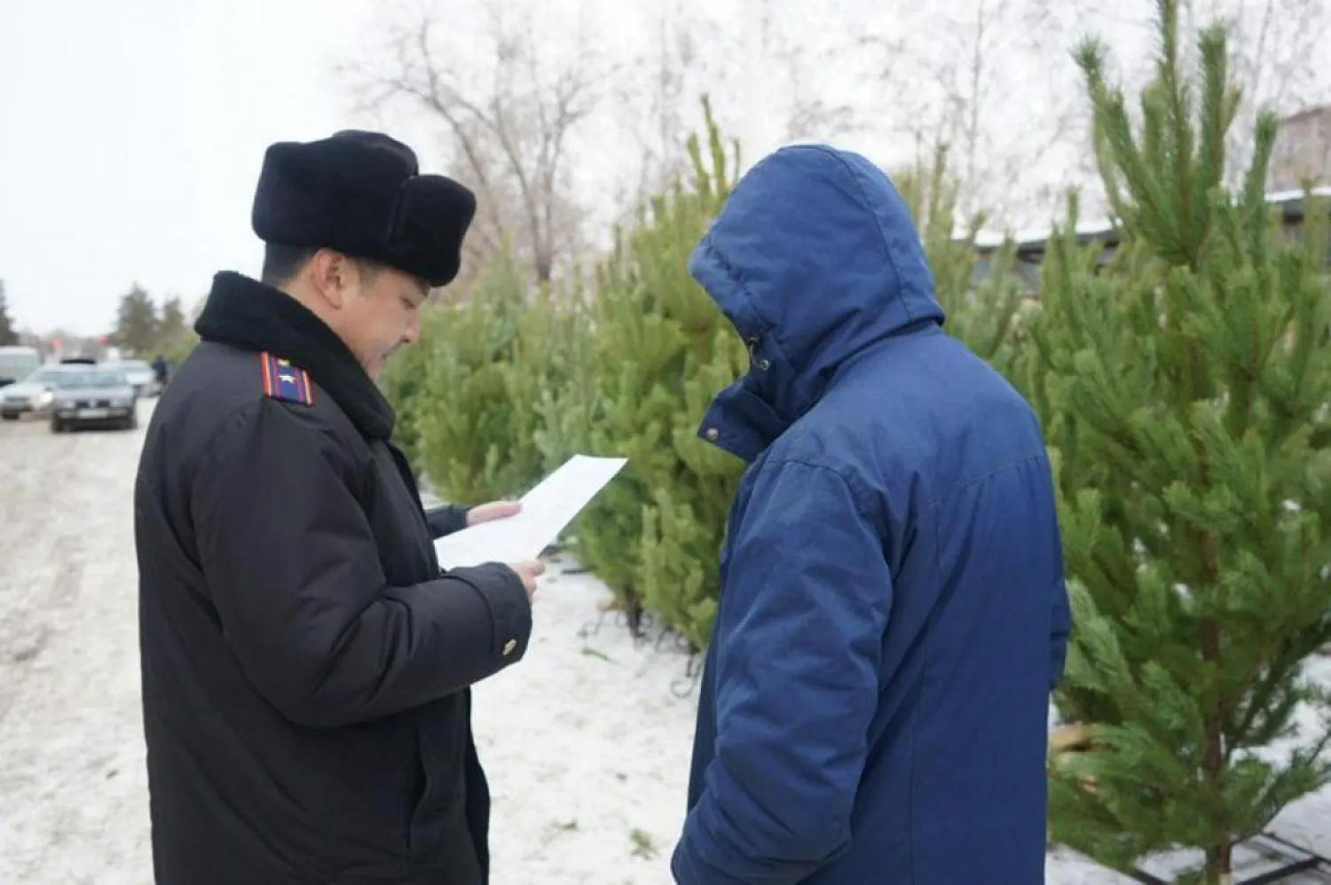 Выявлены факты незаконной вырубки хвойных деревьев