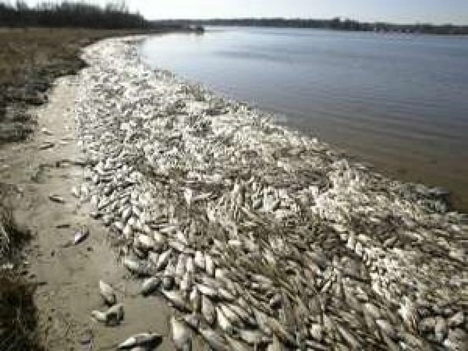 Сотни килограмм рыбы выбросило на берег на Капшагайском водохранилище