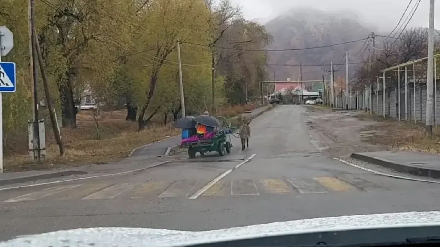 В Талгаре ослики возят детей в школу (ВИДЕО)