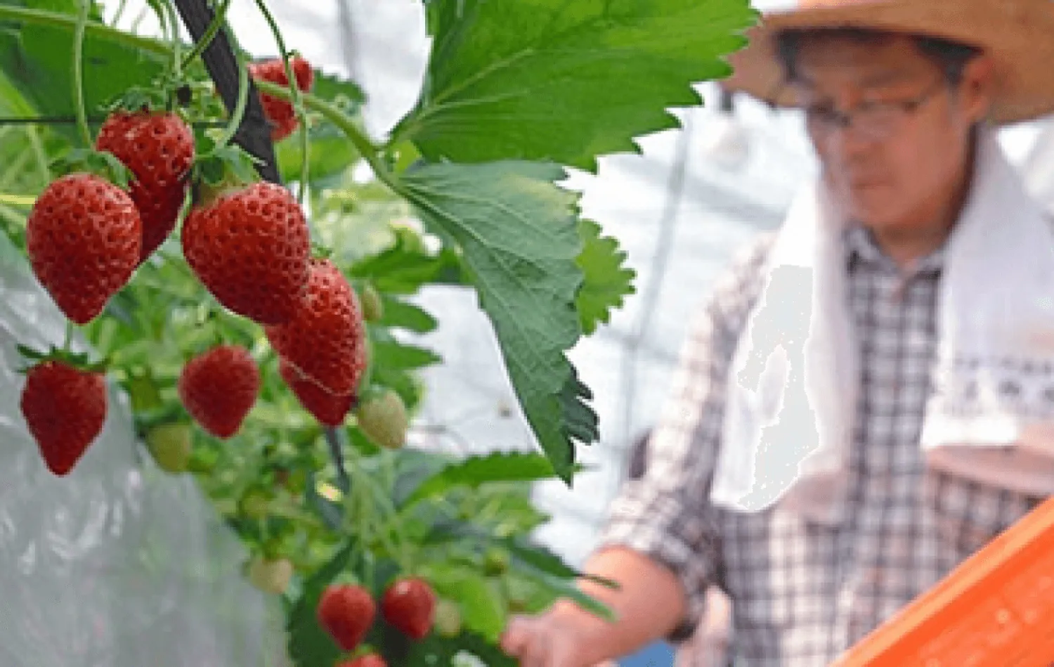 Аграрная продукция из Фукусимы вновь идёт на экспорт