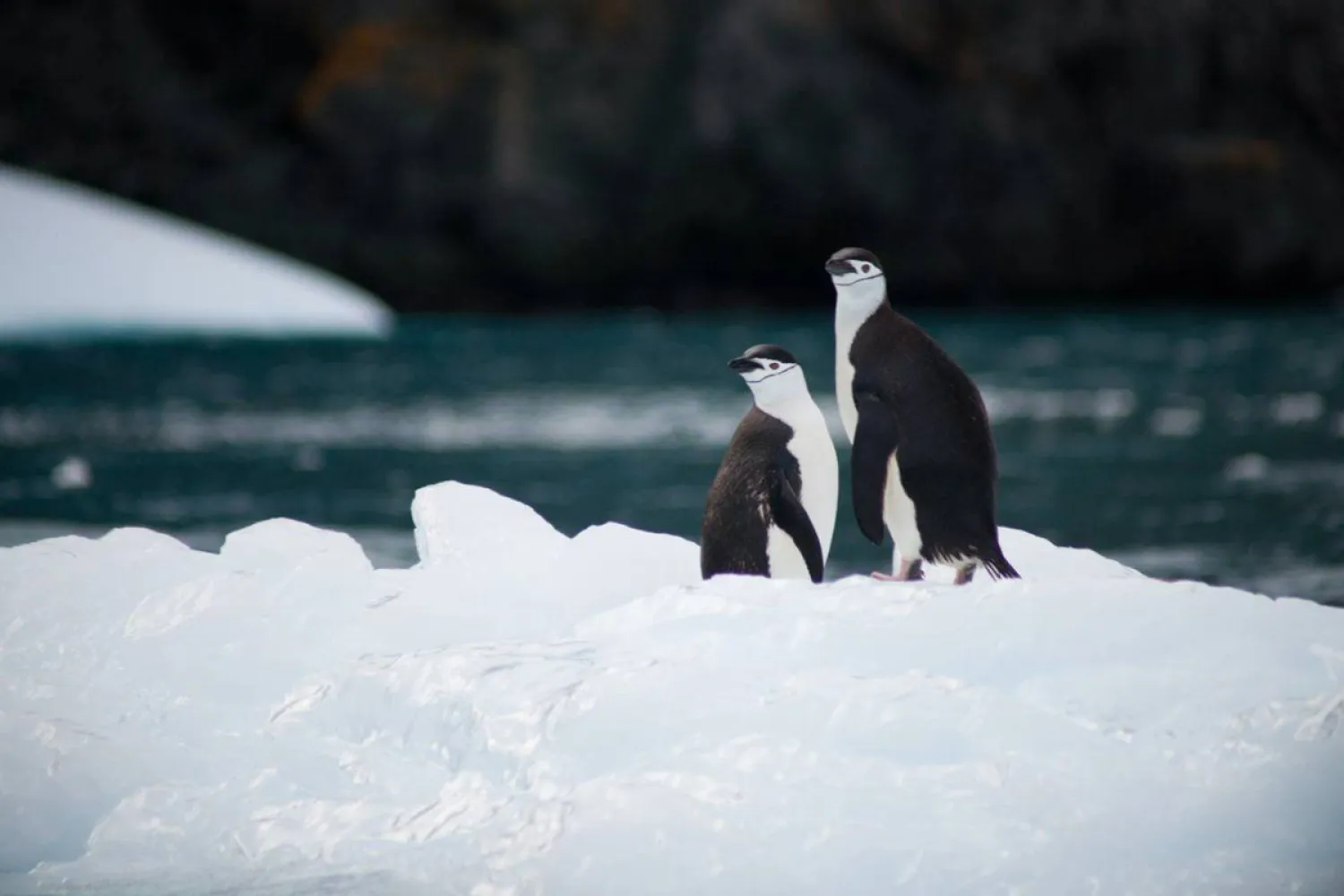 Нанопластик в полярных льдах обнаружили европейские ученые