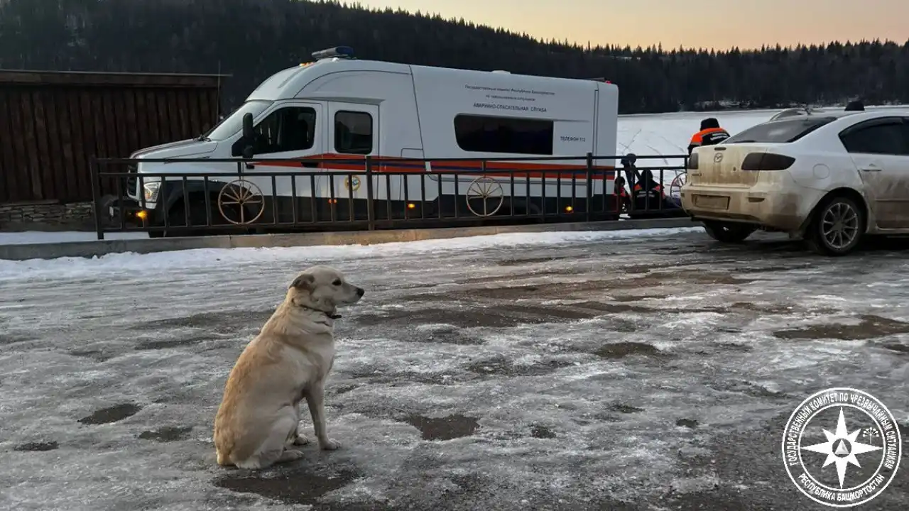Собака четыре дня ждала погибшего хозяина на льду