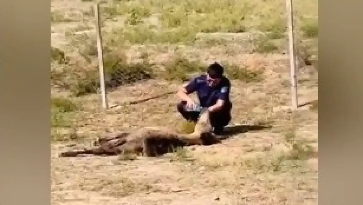 Полицейский напоил водой ослабевшего жеребенка в Атырауской области (ВИДЕО)
