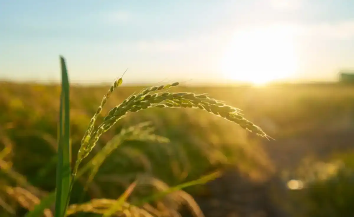 Рекордный урожай масличных культур прогнозируют в Казахстане