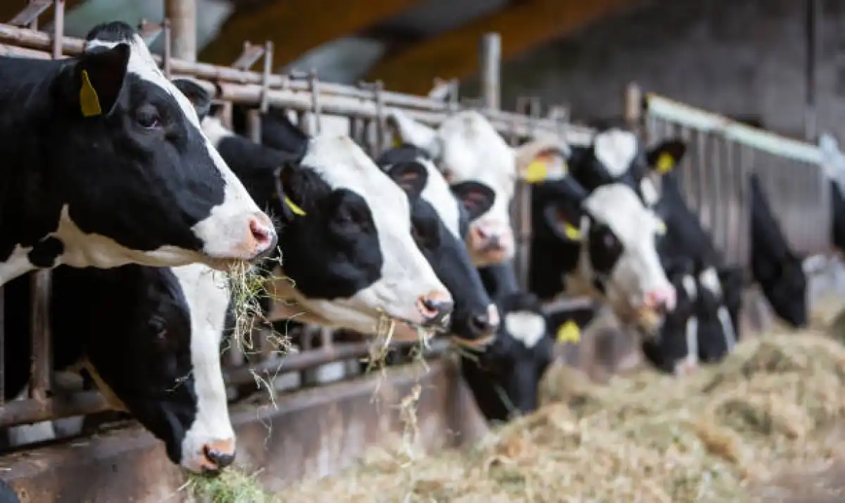 Казахстанская продукция выходит на рынки ЕС и стран Персидского залива