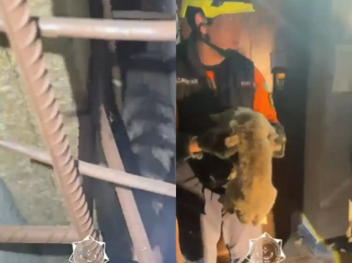 Застрявшую в облицовке дома кошку спасли в Астане